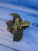 Kalanchoe Maltese Cross (Каланхоэ)