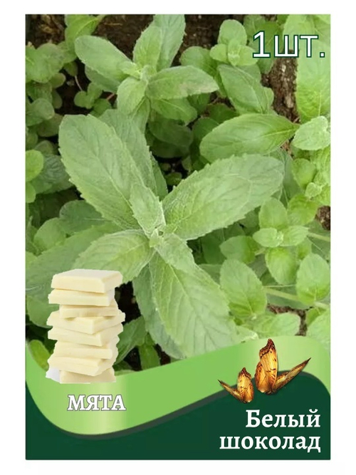 Мята Белый шоколад