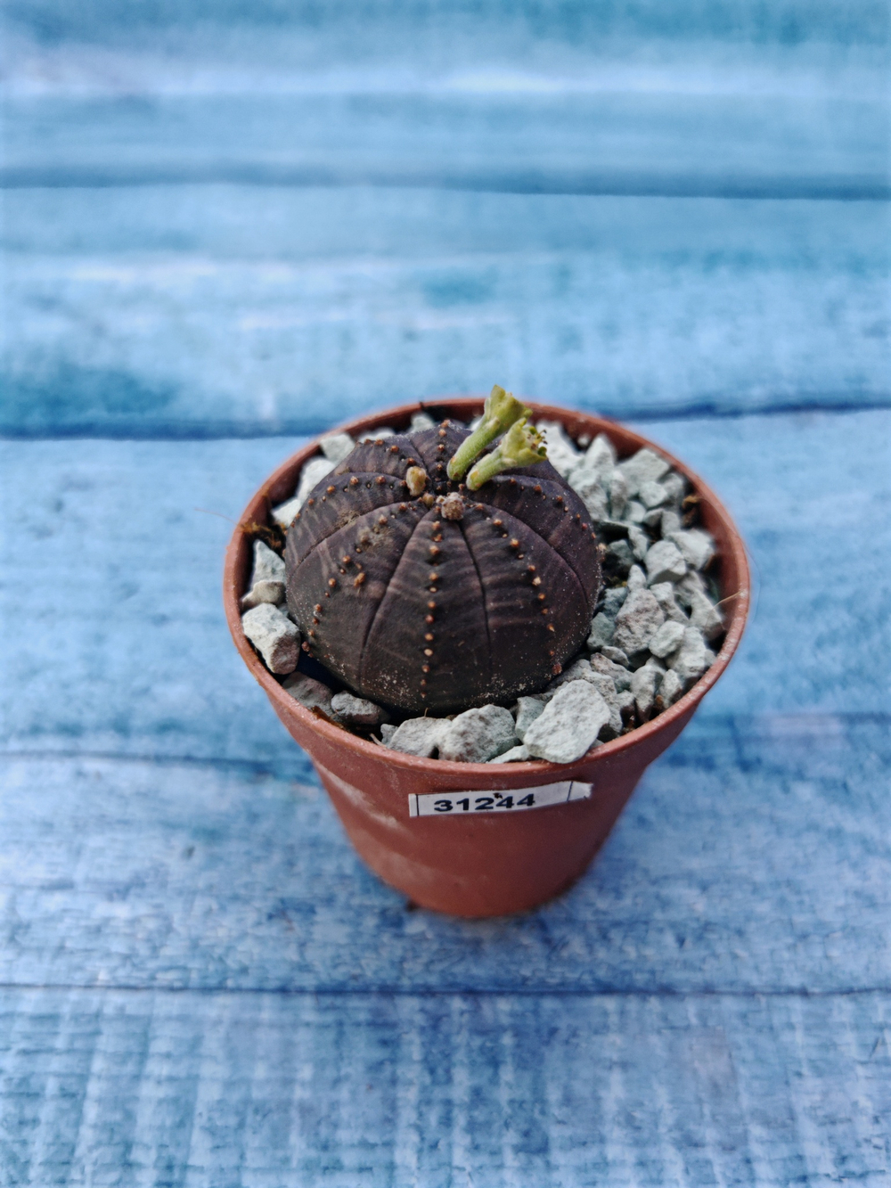 Суккулент Euphorbia Obesa (Эуфорбия)
