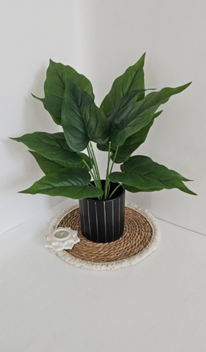 Куст антуриума / 6286