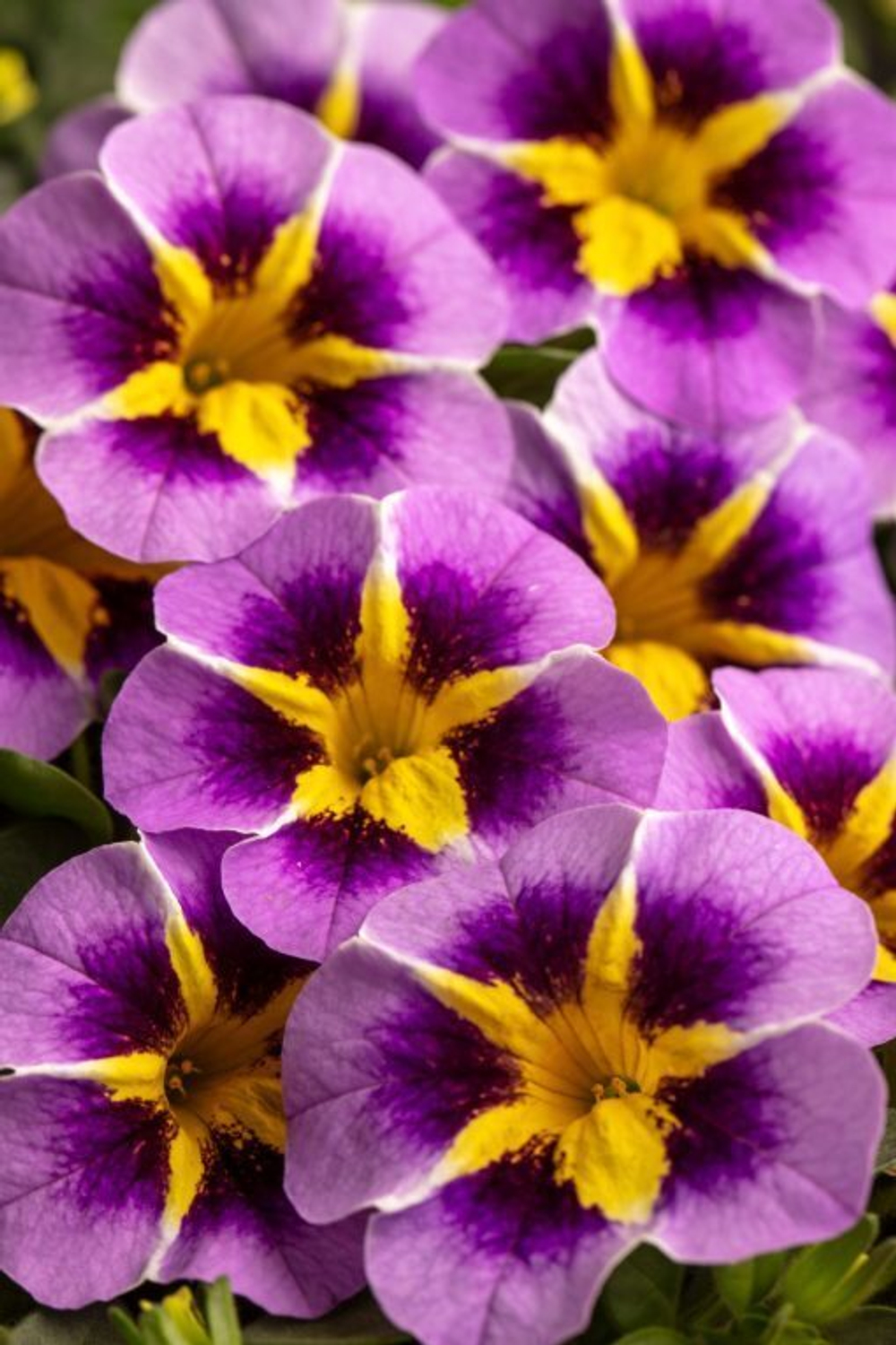 ЕВРО Калибрахоа Caliloco Starfire Lavender укореннный черенок ОКС февраль 26 Kohen