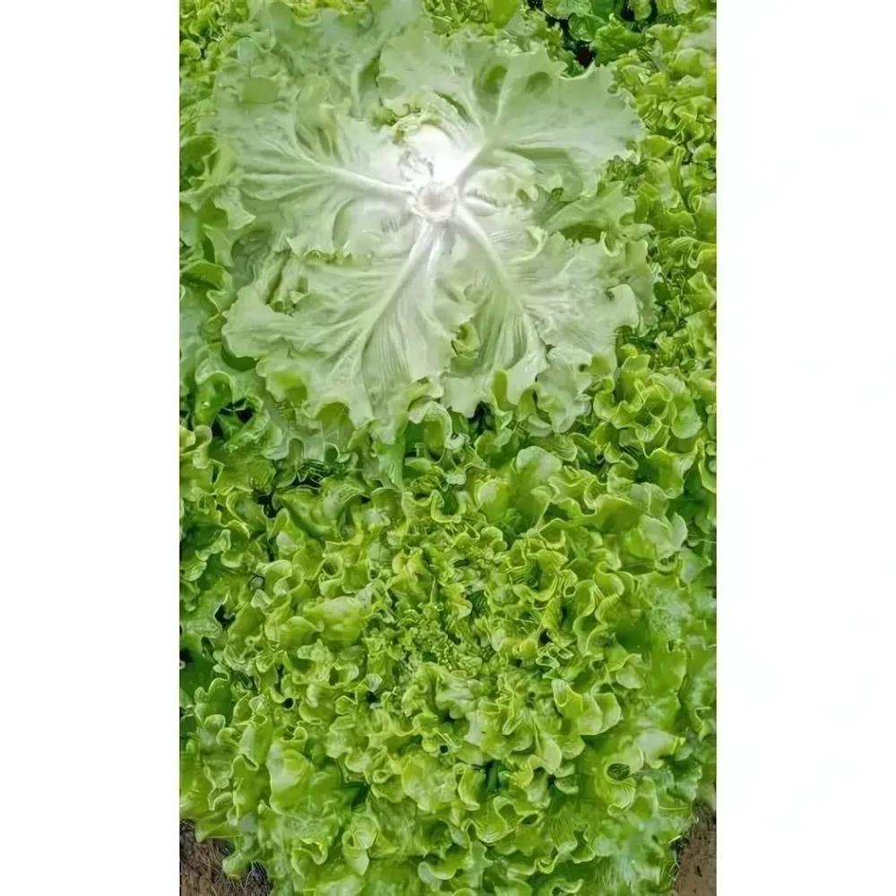Семена Салат Лифли (УД) Е/П