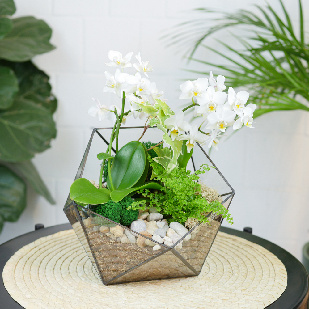 Готовый флорариум с белой орхидеей Икос