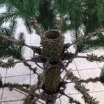 Ель искусственная «Русская Императрица» (Литая хвоя) 230 см / 2,3 м