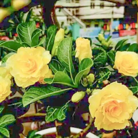 Адениум обесум 265 Hương Xuân