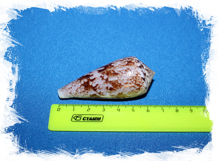Конус киношитай (Conus kinoshitai)