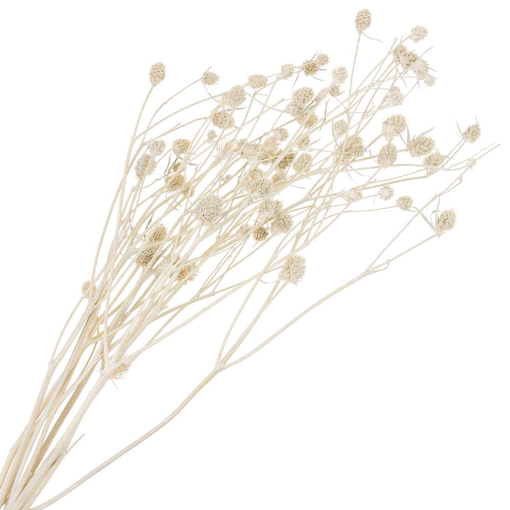 Сухоцветы набор "Эрингиум (Синеголовик)" H50см (5шт) (Белый)