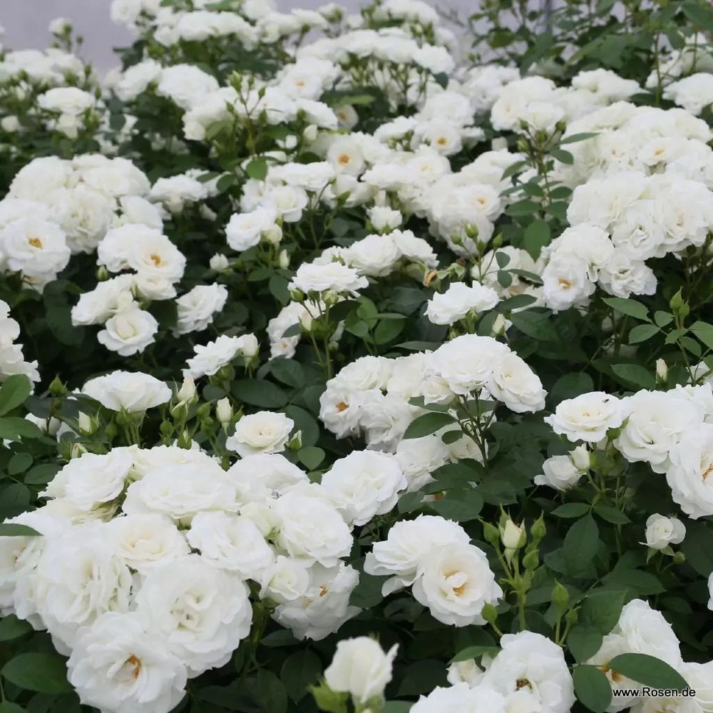 Бэби Шнеевитхен (Baby Schneewittchen)