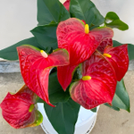 Антуриум Андре BAMBINO RED