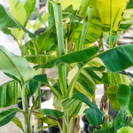 Банан вариегатный NAM WAH MALEE ONG