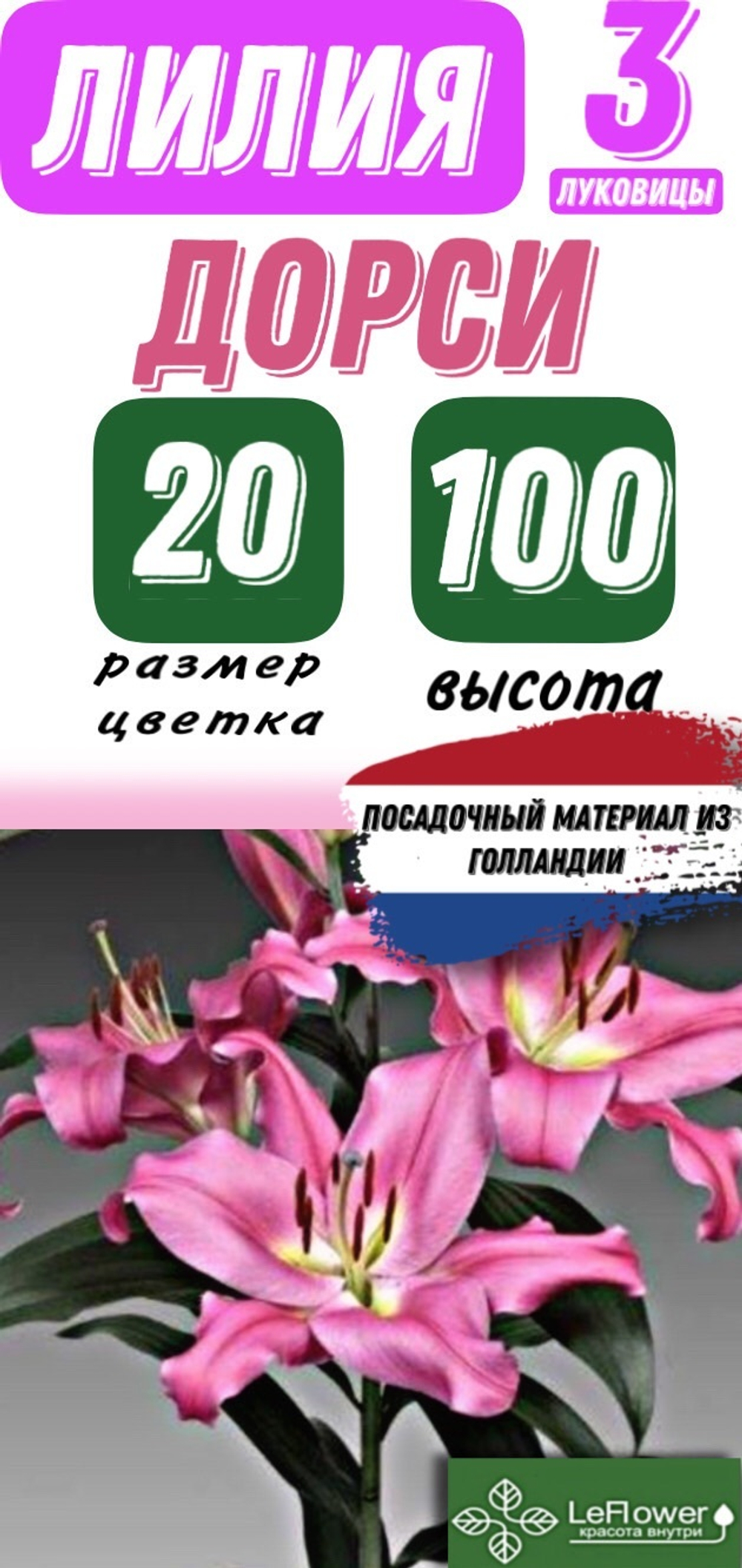 Лилия Луковица, Дорси, ОТ-гибрид, разбор 22/24, 3 шт