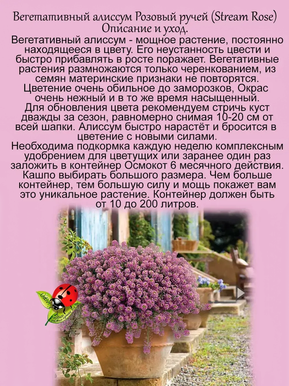 Алиссум Розовый ручей вегетативный лобулярия