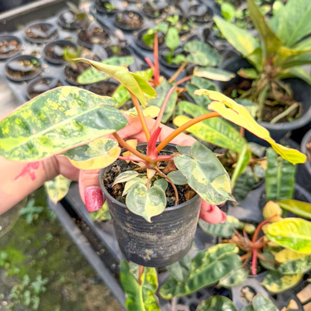 Филодендрон BILLIETIAE VAR клонированный