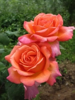 Роза чайно-гибридная Рене Госсини