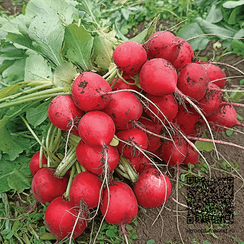 Багги F1 семена редиса (Гавриш)