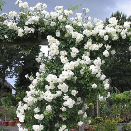 Роза Айсберг плетистая