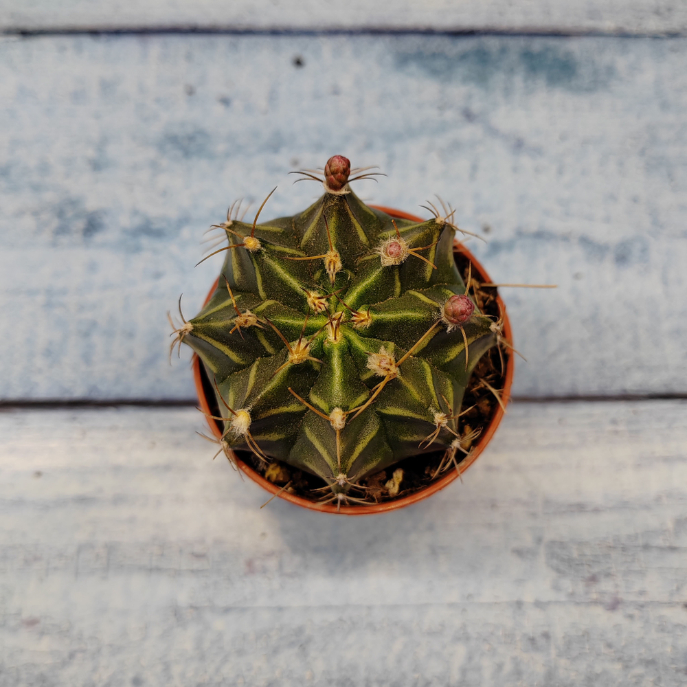 Gymnocalycium Friedrichii (Гимнокалициум)