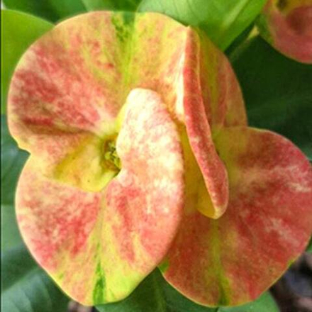 Эуфорбия Миля KRAJOM THONG