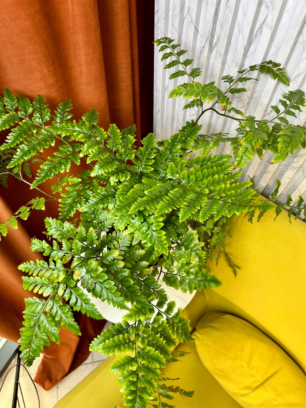 Атириум Адиантоформис, Папоротник, D15см Н45см, 1шт, Urban Jungle (7143)