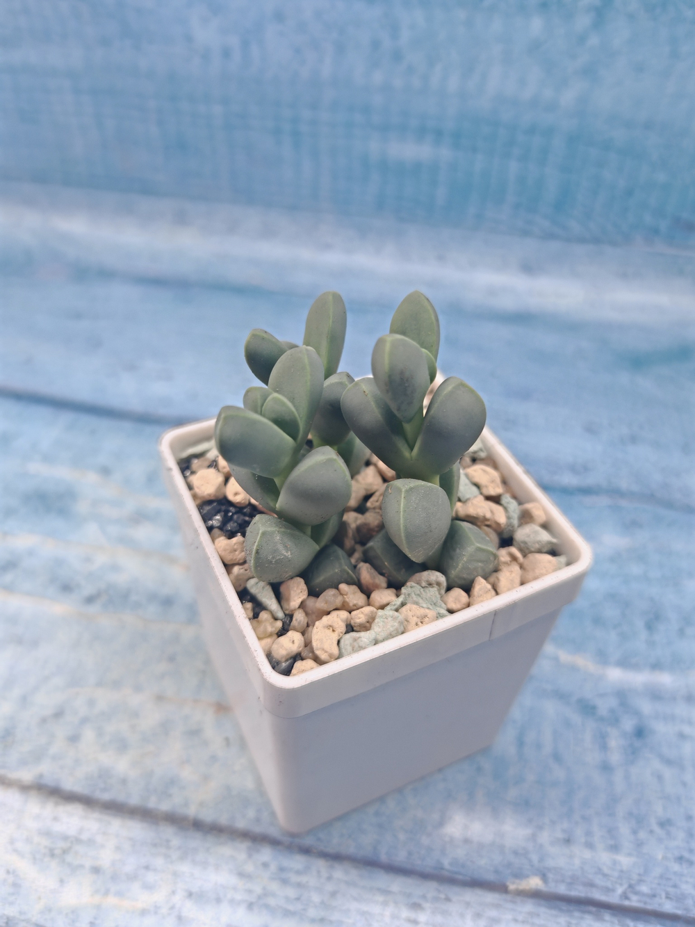 Сorpuscularia Lehmannii (Корпускулярия)