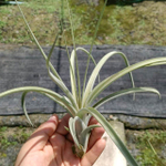 Тилландсия Jes (exserta x brachycaulos) S