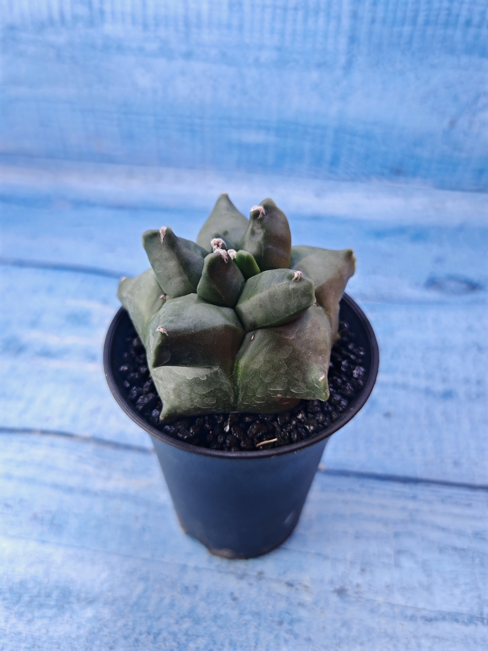Astrophytum Myriostigma monstrosa (Астрофитум)