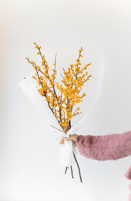 Илекс желтый