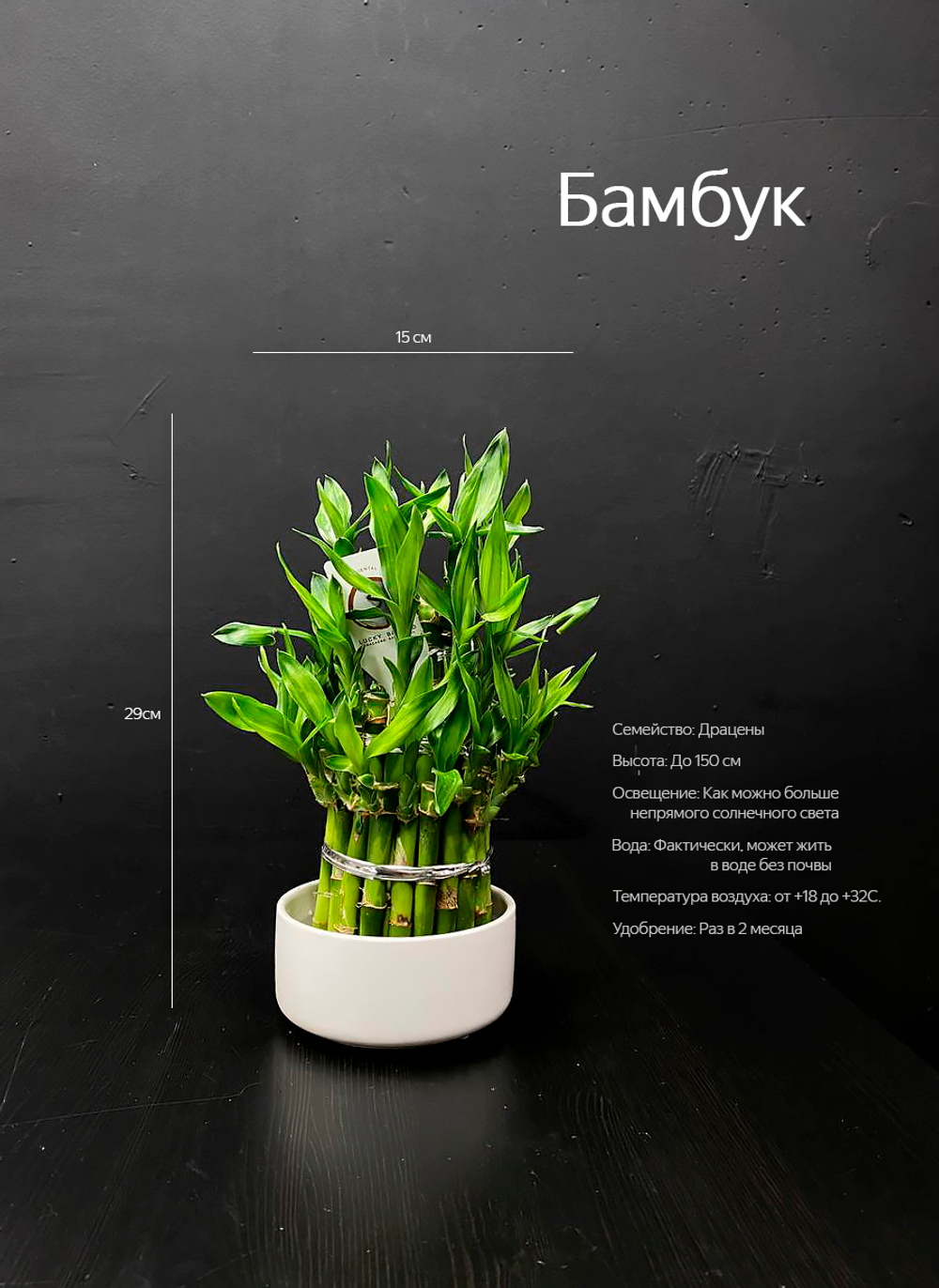 Бамбук Лаки (Lucky Bamboo)