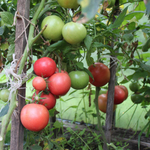 Пинк Буш F1 семена томата детерминантного (Sakata / Саката)