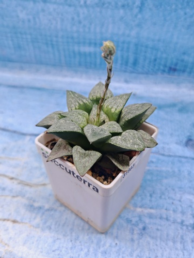 Haworthia Comptoniana hyb. (Хавортия)