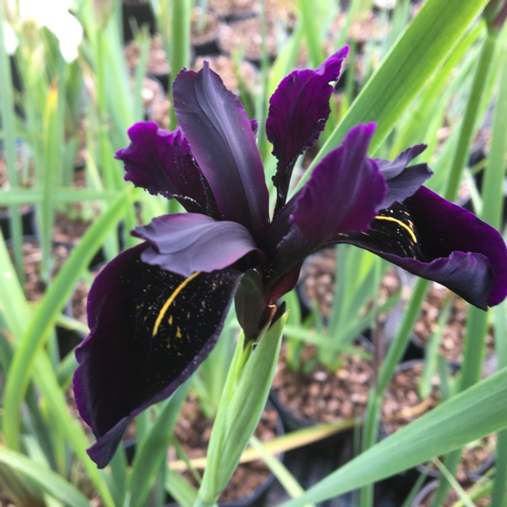 Ирис золоторасписанный "Black Form". Iris chrysographes "Black Form".