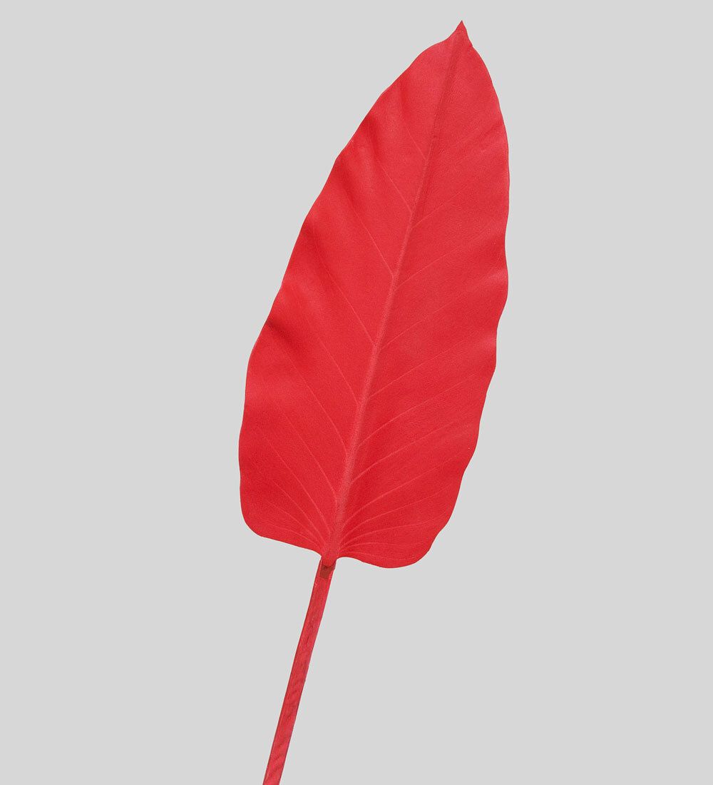 TR 578M Каладиум