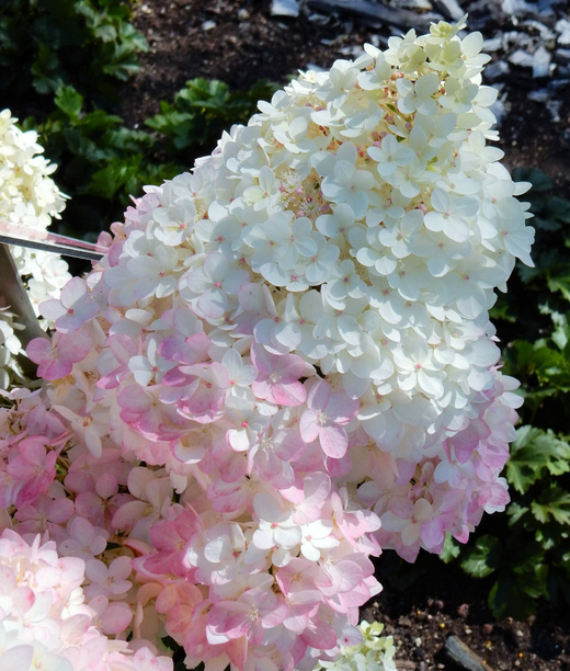 Гортензия метельчатая Меджикал Андес Р9 Закупка М59 апрель 2026