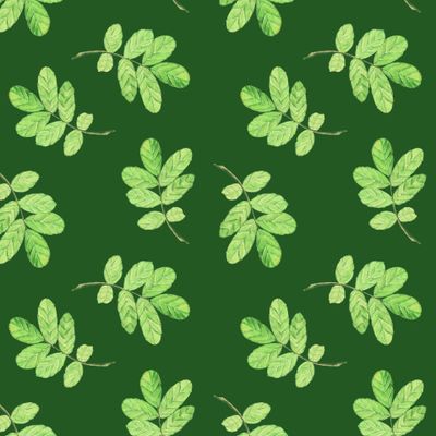 Акварельные зеленые листья шиповника на темно-зеленом