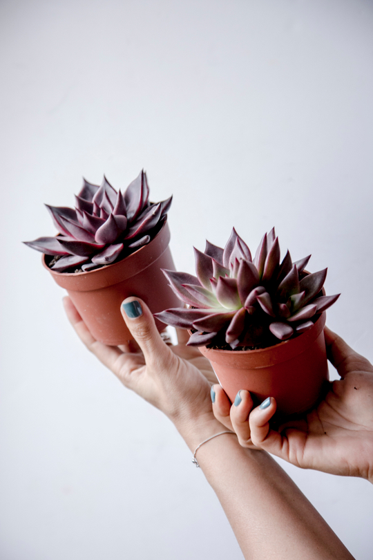 Эхеверия Красно-зеленая