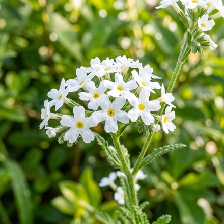 Отдушка CS - Лимонная Вербена (Lemon Verbena)