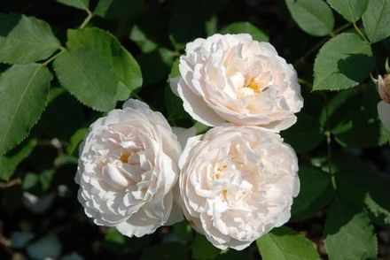 Винчестер Кафедрал (Winchester Cathedral)