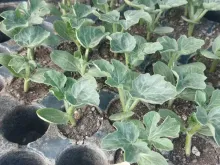 ТАЛИСМАН F1 семена арбуза (Nunhems | Alexagro)