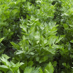 Артур семена сельдерея (Rijk Zwaan / Райк Цваан)