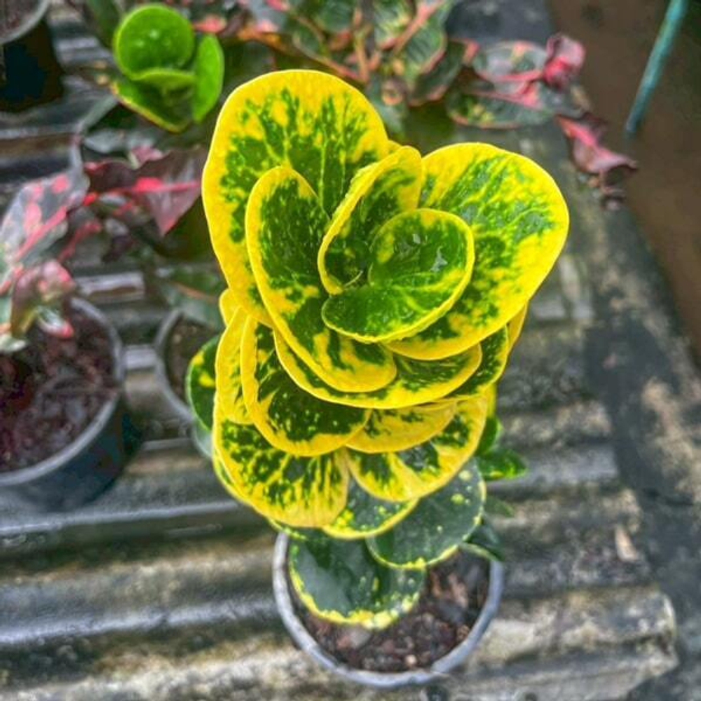 Кротон TUANG THONG