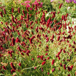 Кровохлебка гибридная Битлвингз С2