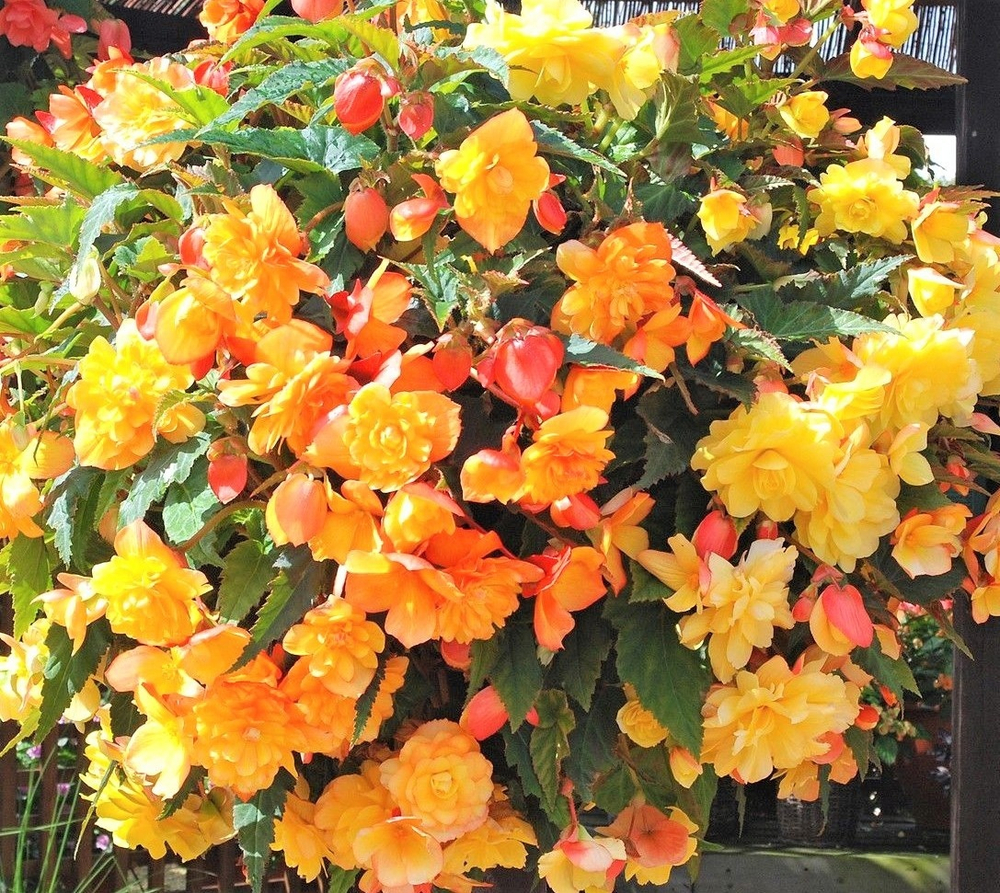 Бегония Illumination Apricot ОКС укорененный черенок