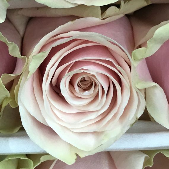 Роза Pink Mondial