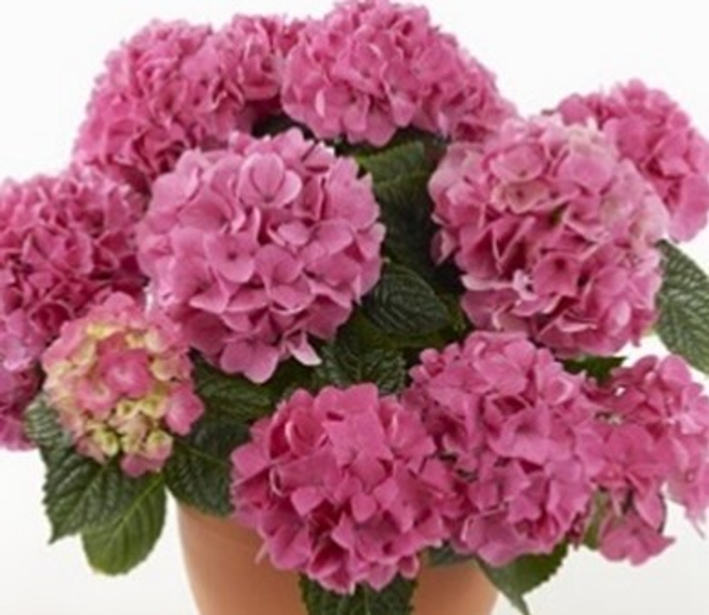 «Таблетензия пинк» («Tabletensia Pink») С7.5