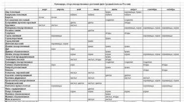 Сбор и заготовка лекарственных трав в июне: кладовая здоровья под рукой