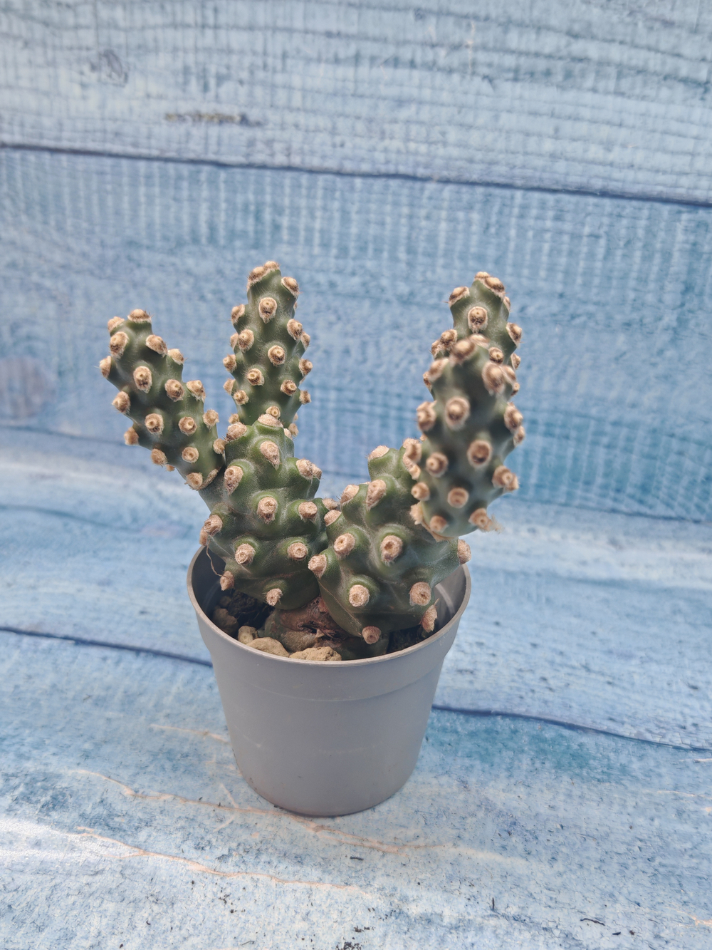 Tephrocactus Molinensis (Тефрокактус)