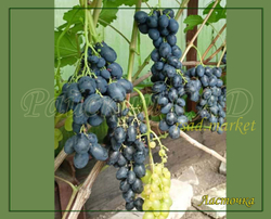 Виноград Ласточка