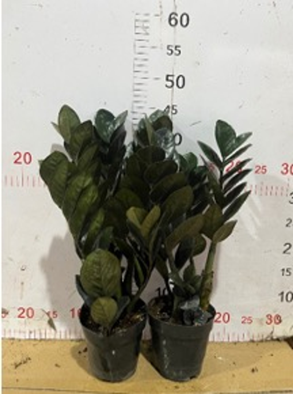 Замиокулькас Black Raven д. 11