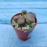 Lithops sp. (Литопсы)