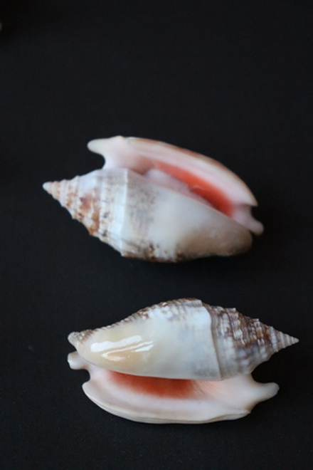 Ракушка Стромбус Аурисдейн (Euprotomus aurisdianae)